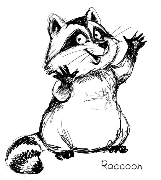 графический эскиз забавных животных - raccoon stock illustrations