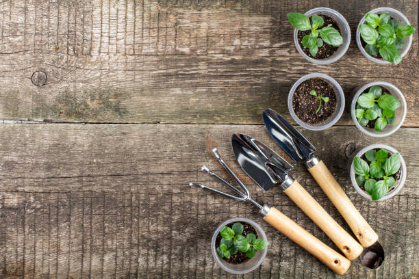 istock Gardening tools and glasses with seedlings on an old rustic wooden table, top view. 1314797955
