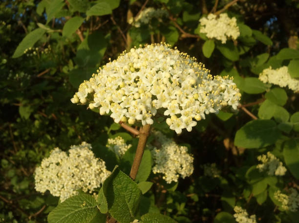 istock Viburnum lantana L. 1314798827
