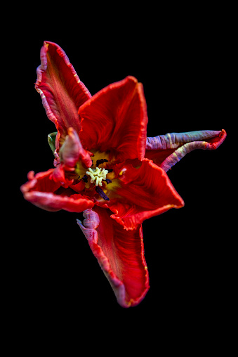 Bright red parrot tulip on black background