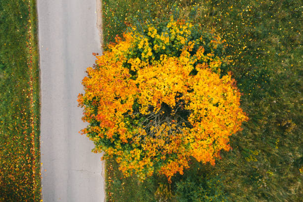 istock Autumn view of a maple tree standing near the road 1314800729
