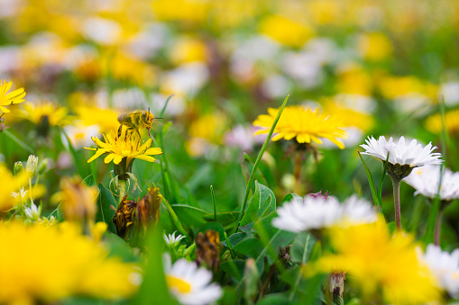 Daises and dandelions with a honey bee collecting pollen. A closeup, macro shot, surface level.