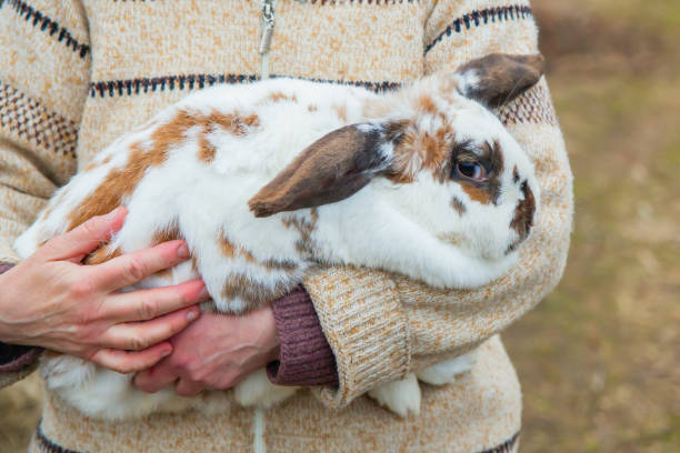 istock domestic rabbits in a cage on a farm 1314801883