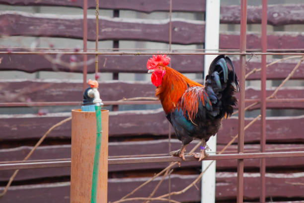 istock A rooster sits on a fence on a farm 1314801908