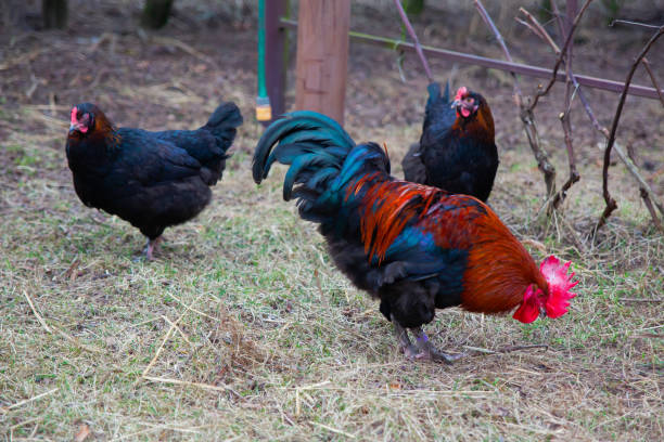 istock Rooster and two hens on green grass at the farm 1314801986