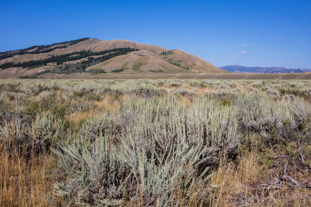 istock Teton County, Wyoming 1314802992