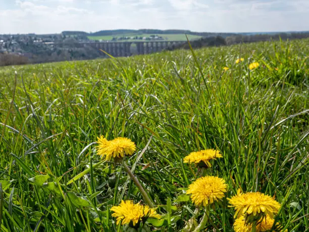 Meadow in the Vogtland in spring with dandelions