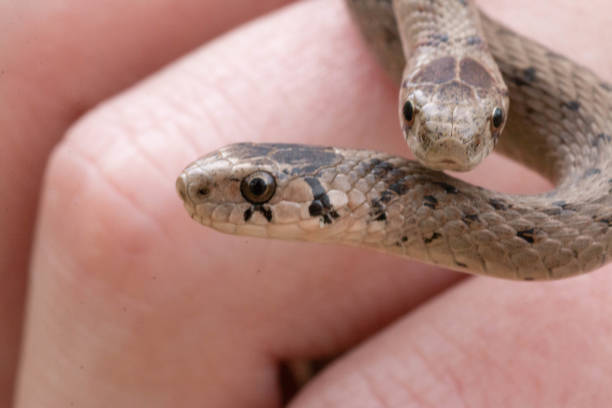 istock Pair of neonate dekays brown snake (Storeria dekayi) 1314803289