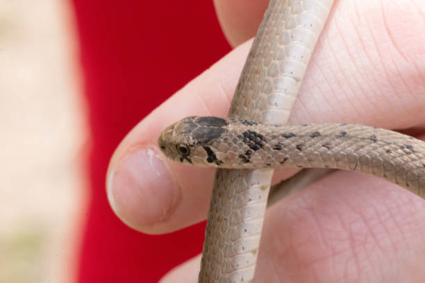 istock Pair of neonate dekays brown snake (Storeria dekayi) 1314803297