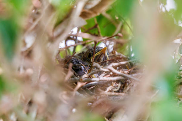 Juvenile baby Northern Mockingbirds chicks in tree nest stock photo