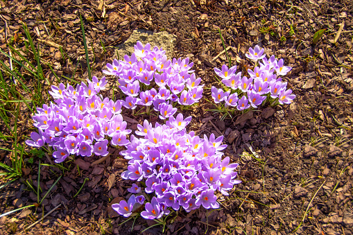 Purple saffron crocuses bloom in the garden in groups, the first early primroses flowers
