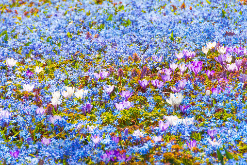 Spring early flowers primroses of blue and purple white densely cover the edge of the forest lit by the sun