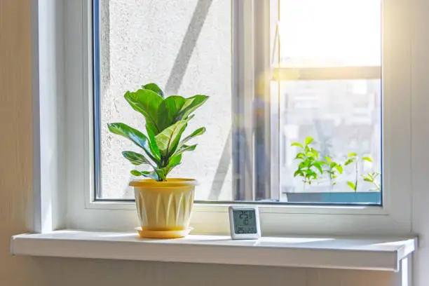 Green Ficus lyrata bambino plant on the windowsill of a sunlit room, and electronic thermometer and hygrometer