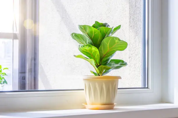 Green Ficus lyrata bambino plant on the windowsill of a sunlit room