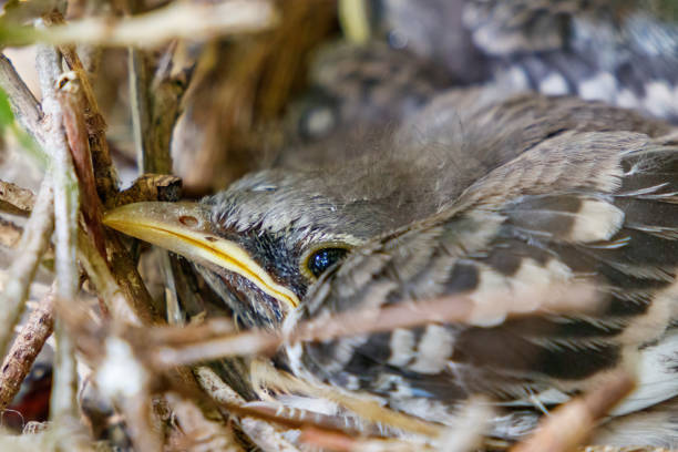Juvenile baby Northern Mockingbirds chicks in tree nest stock photo