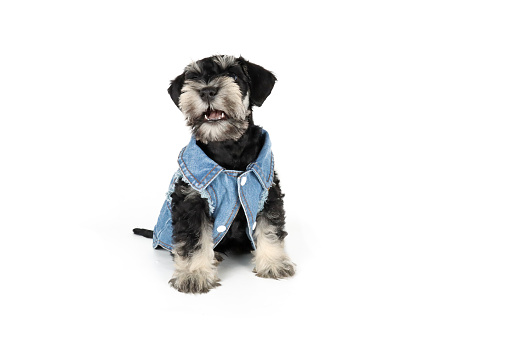 miniature schnauzer puppy  isolated with denim jacket