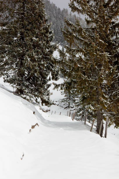 sentier enneigé dans les alpes - footpath european alps fence woods photos et images de collection