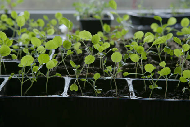 istock Young vegetable Brussels sprout seedlings in containers on windowsill. 1314808351