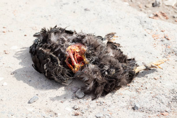 мертвая курица. - accident animal bird animal body стоковые фото и изображения