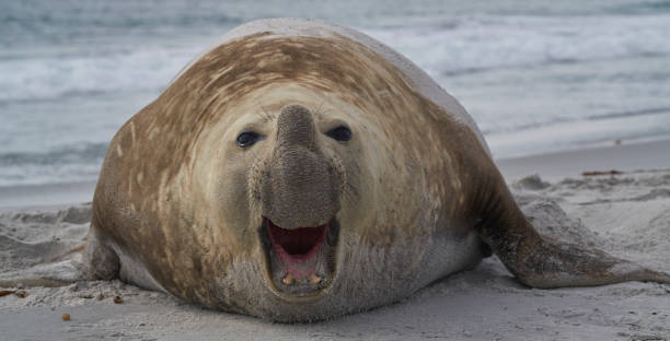 foca elefante meridionale - falkland islands foto e immagini stock