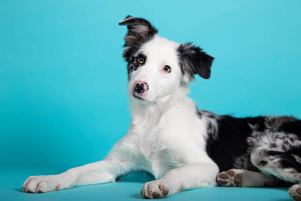 istock Border blue Collie puppy lying on isolated blue background 1314809238