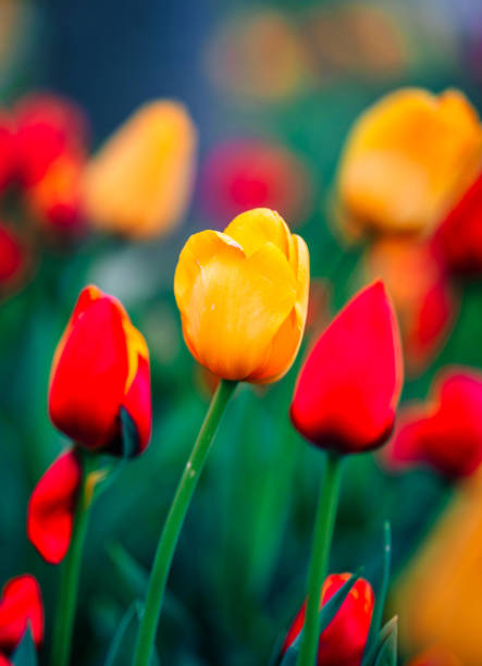 istock red and yellow tulips beautiful colors natural 1314809301