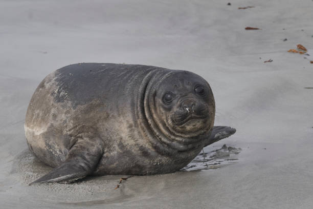 istock Southern Elephant Seal pup 1314809386