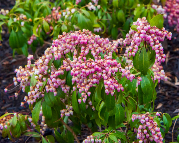 Flowering Katsura Japanese Andromeda Plant Katsura Japanese Andromeda flowers in Dusty Rose andromeda stock pictures, royalty-free photos & images