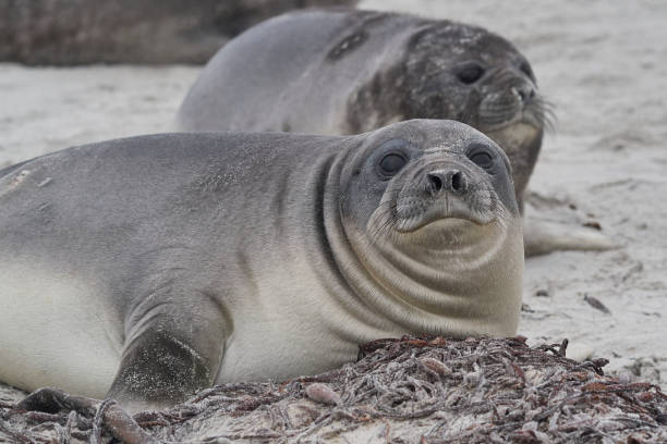 istock Southern Elephant Seal pup 1314809730