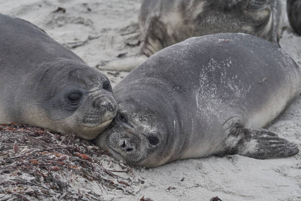 istock Southern Elephant Seal pup 1314810208