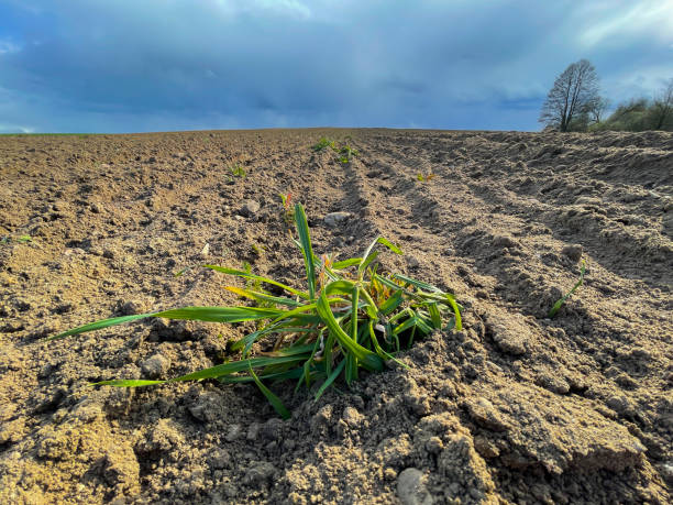 istock lonely weed in the field 1314810398