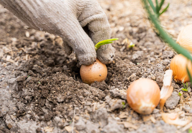 istock Hand in gloves planting the onion 1314810565