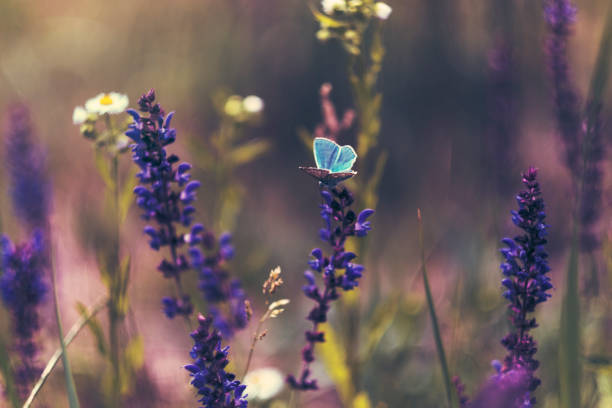 istock Blue butterfly on lavender flower 1314810682