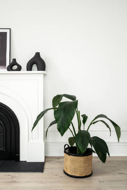 istock Spathiphyllum in basket standing near modern fireplace 1314811897