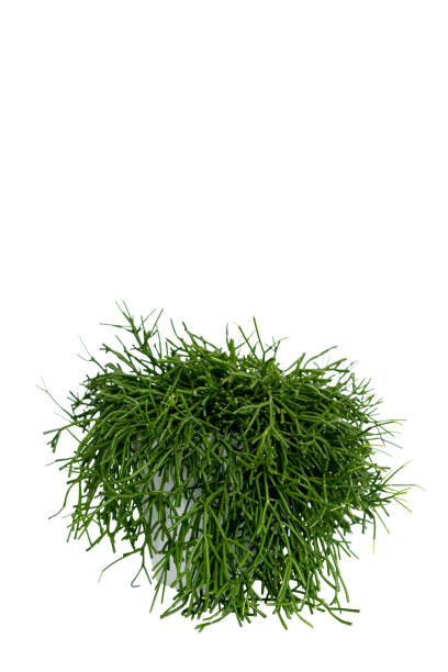 istock Green healthy succulent isolated on white background 1314812165