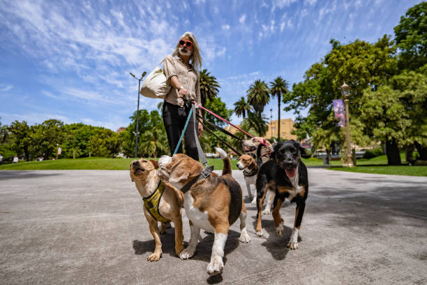 istock Good looking mature dog walker 1314813076