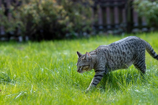 Gray tabby cat roams the grass of the home garden in the sunshine