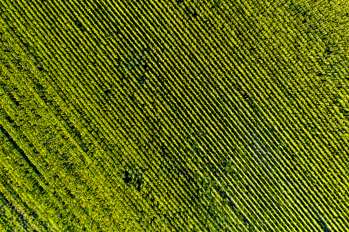 Aerial view of a rapeseed field
