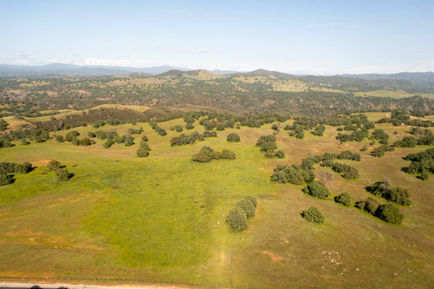 istock Oak Trees and Fields in Central Valley, California 1314814278