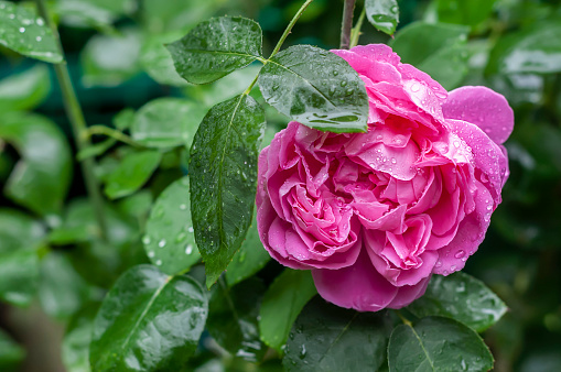 Bright blooming large peony flower. Water drops after rain on dark lush greenery.