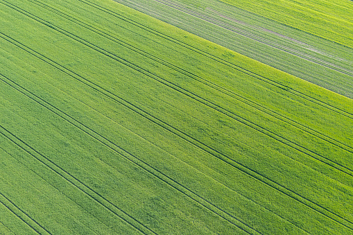 Aerial view of young wheat seedlings growing in a field on a beautiful spring day.