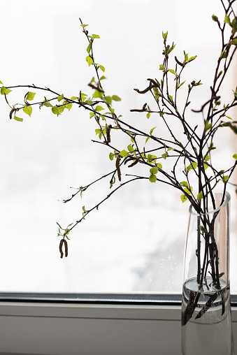 Birch branches with small green leaves and buds in glass vase standing on the windowsill