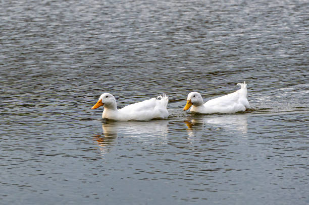 White pekin ducks (also know as Aylesbury or Long Island ducks)