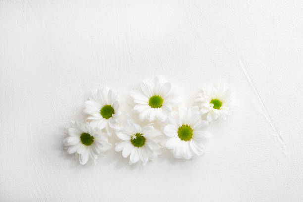istock Overhead view of white flowers daisy on white surface copy space 1314815985