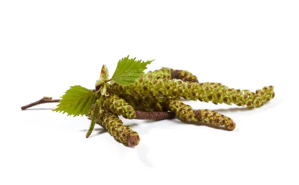 Photo of Spring birch buds with young  leaves isolated
