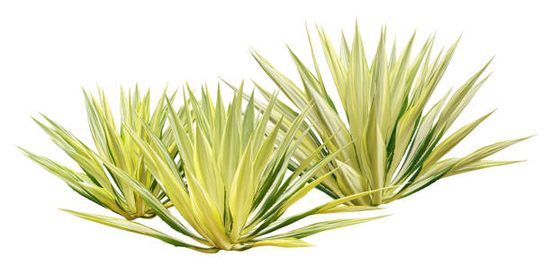 istock Group of Agave Plants Isolated on White Background with Clipping Path 1314817305