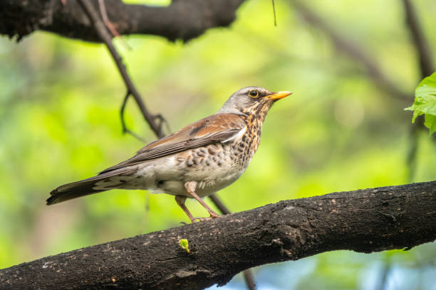 istock Fieldbird sits on a branch in spring with a blurred background. 1314818908