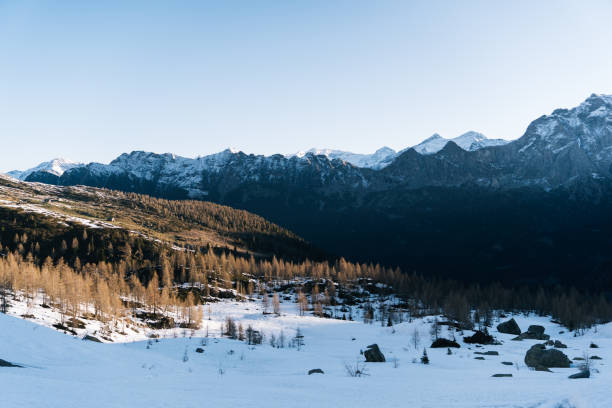 istock Snowy field and alpine forest 1314820427