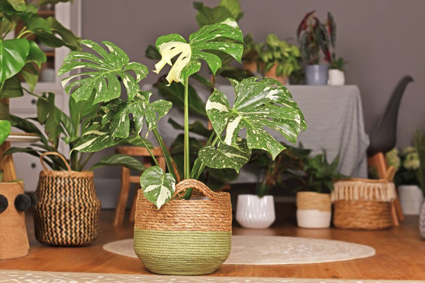 tropical 'monstera deliciosa thai constellation' planta com belas folhas brancas polvilhadas varigida em vaso de flores cesta na sala de estar - cheese plant - fotografias e filmes do acervo