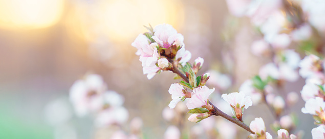 spring flowers on tree branches under the warm sun, soft focus blurry background